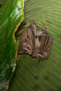 tent-making bat